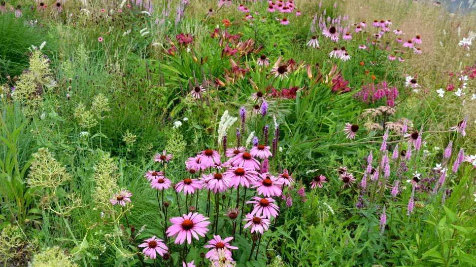 Suchomilné záhony jsou na vzestupu