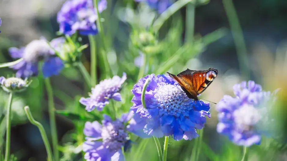 Hlaváč patří mezi suchomilné rostliny