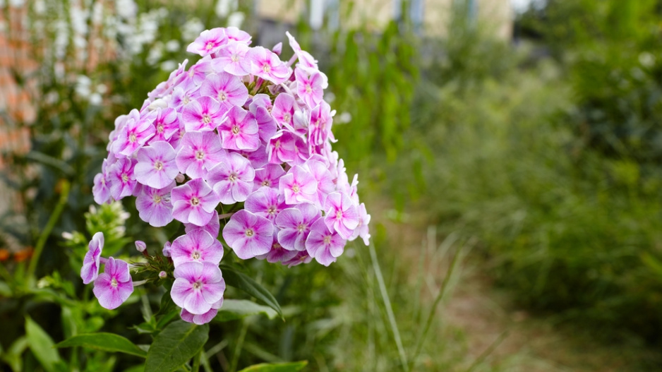 flox