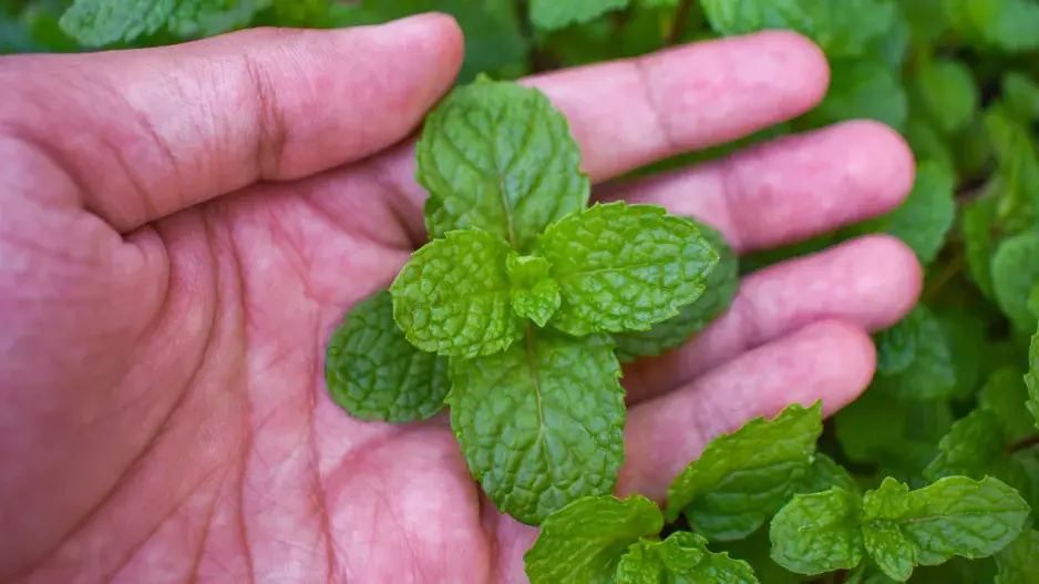 Máta je oblíbená aromatická bylinka