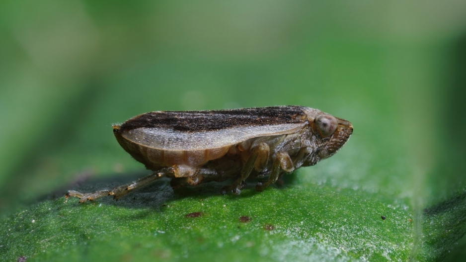 Pěnodějka obecná (Philaenus spumarius)