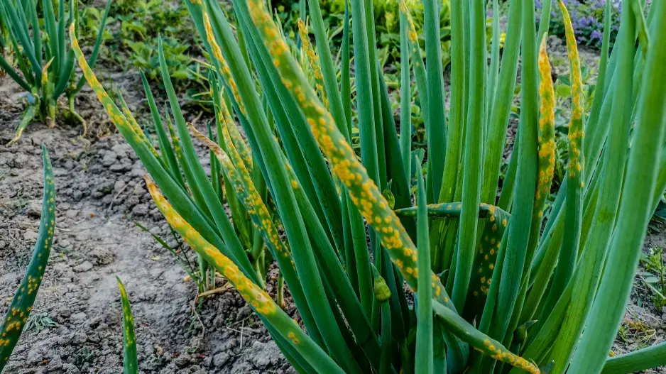 Rzivost česneku  Rzivost česneku