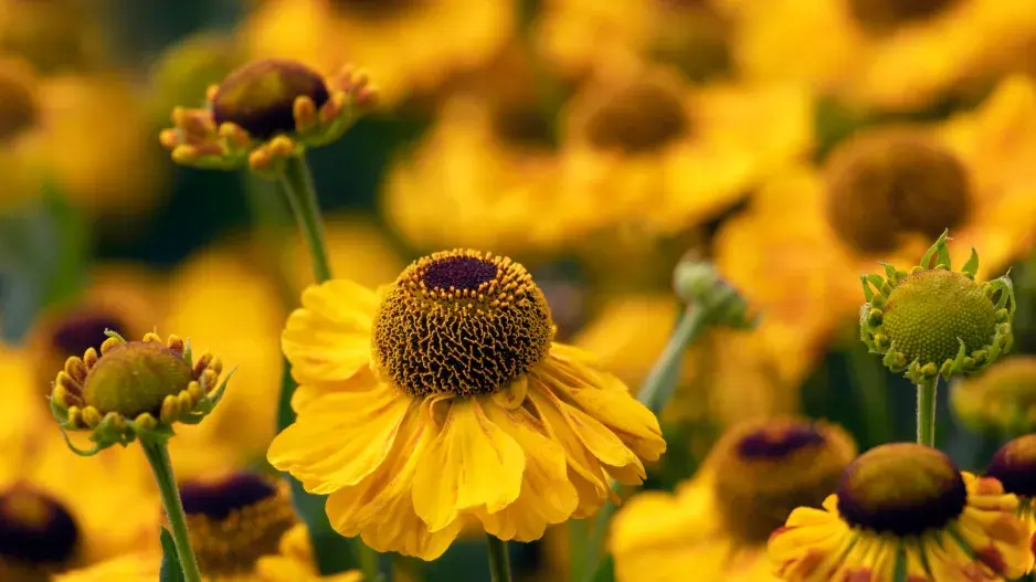 Helenium