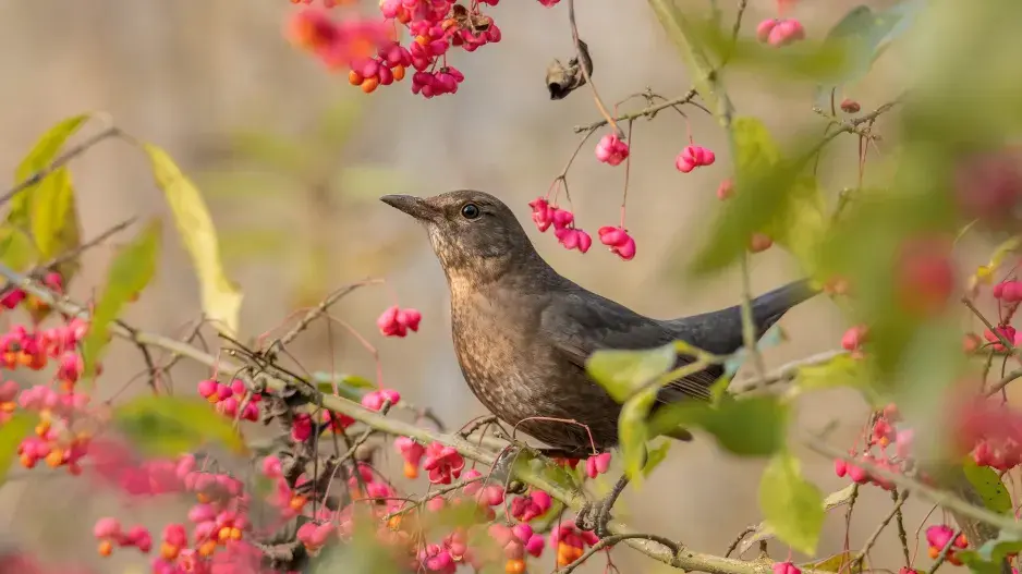 plody brslenu evropského