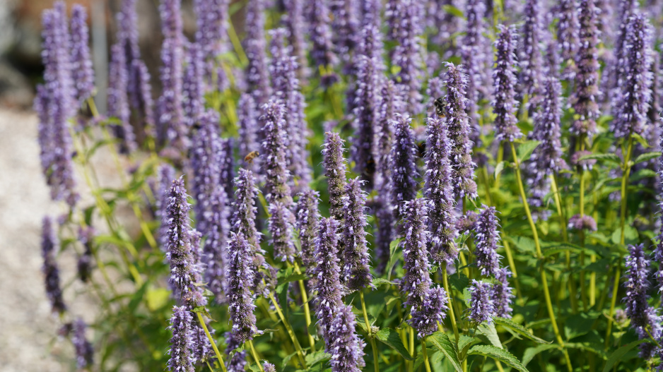 agastache