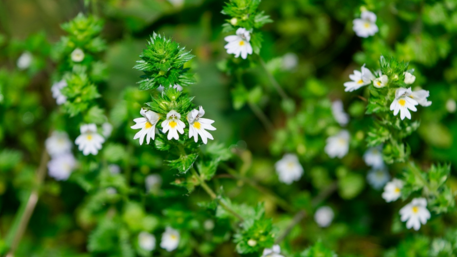 Světlík lékařský (Euphrasia officinalis nebo Euphrasia rostkoviana)