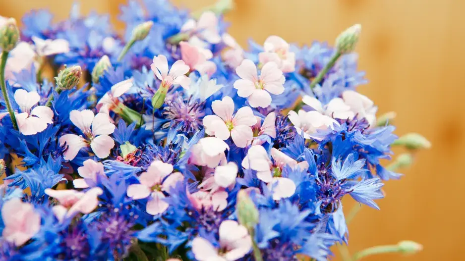 kravinec španělský s chrpou