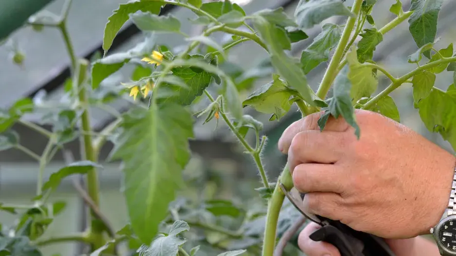 V červenci se pečlivě staráme o rajčata, abychom měli skvělou úrodu V červenci se pečlivě staráme o rajčata, abychom měli skvělou úrodu
