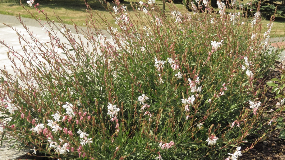 gaura