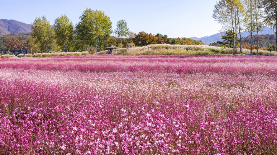 gaura