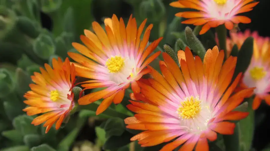 Delosperma neboli kosmatec