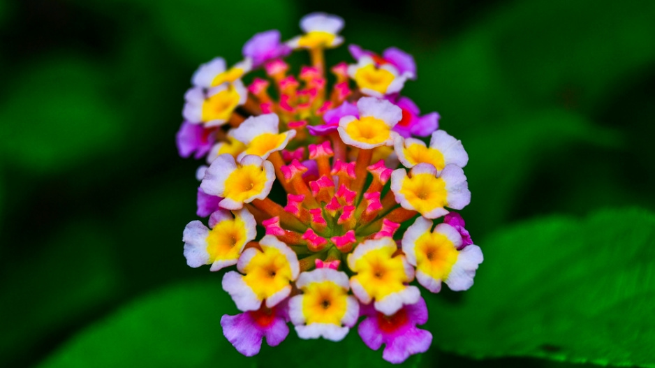 Libora měňavá, lantana (Lantana camara)