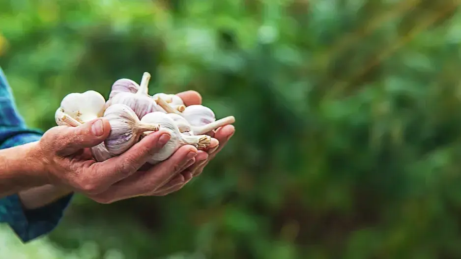 Česnek je třeba po sklizni správně usušit, abychom měli kvalitní zásobu na zimu
