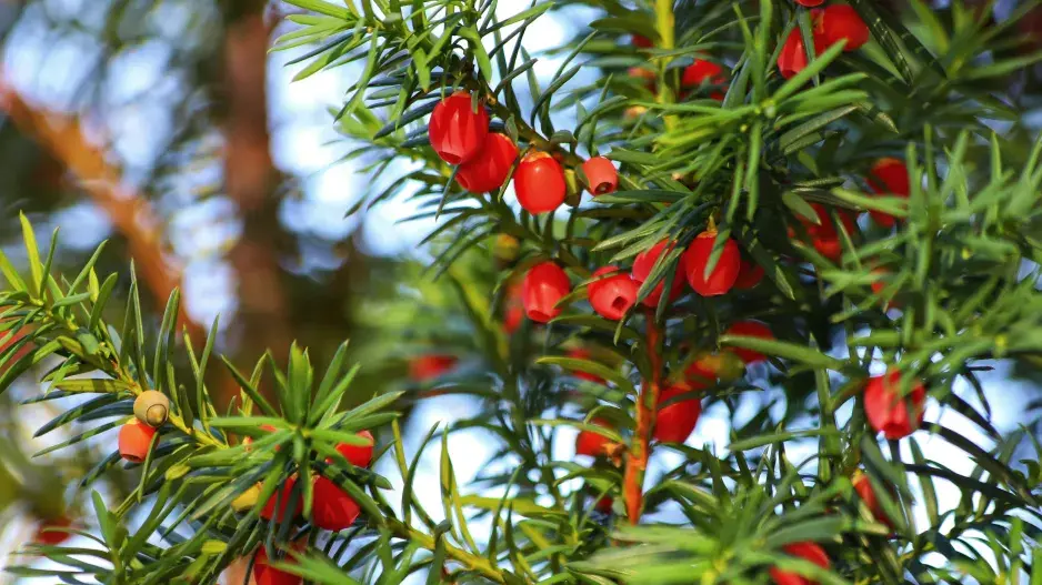 Jedovaté rostliny na našich zahradách ohrožují děti i domácí mazlíčky Jedovaté rostliny na našich zahradách ohrožují děti i domácí mazlíčky