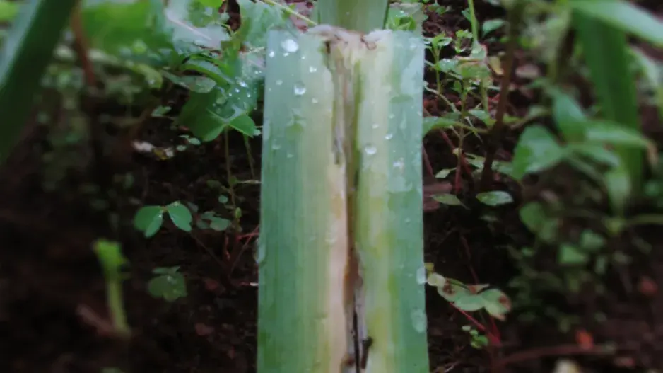 Rzivost česneku Rzivost česneku