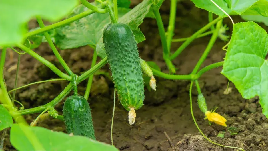 Okurky nakladačky právě dozrávají, nedělejte zbytečné chyby, které vás oberou o bohatou úrodu