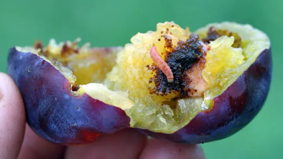 švestka napadená obalečem