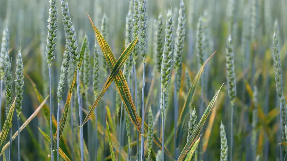 Rzivost česneku  Rzivost česneku