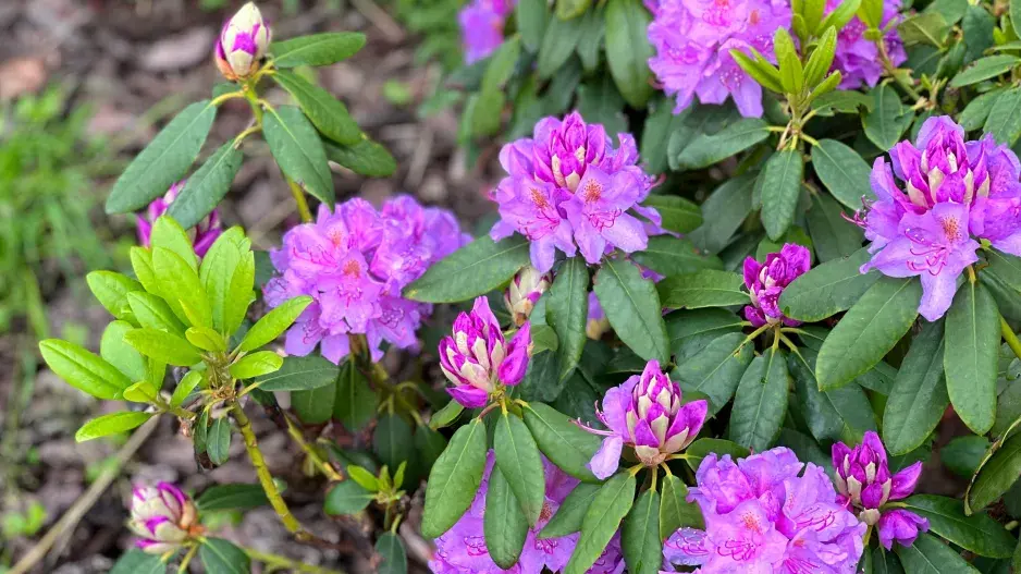 Jedovaté rostliny na našich zahradách ohrožují děti i domácí mazlíčky Jedovaté rostliny na našich zahradách ohrožují děti i domácí mazlíčky