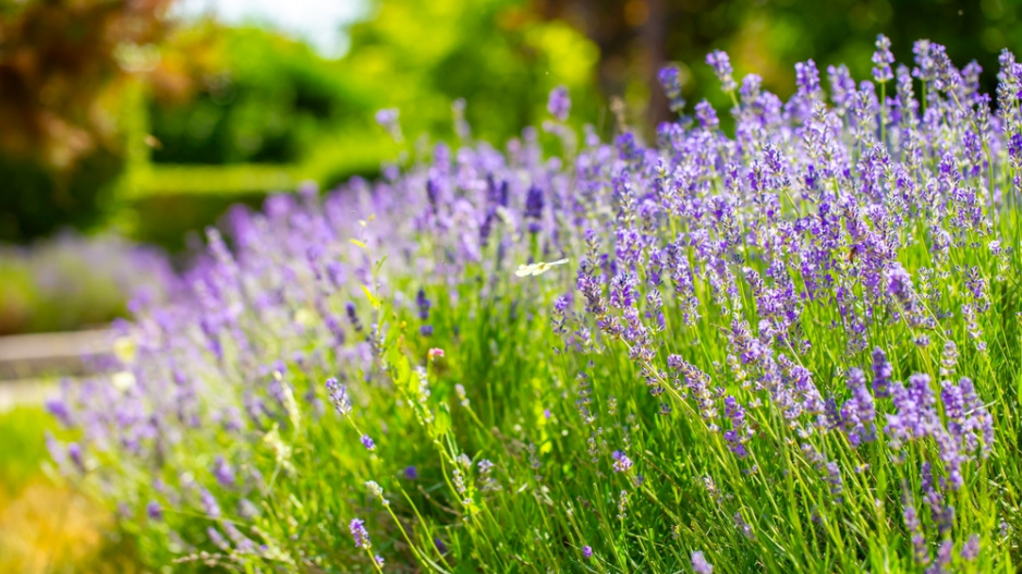 Levandule (Lavandula)
