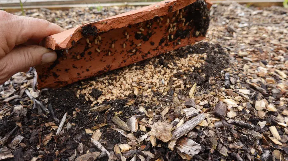 Mraveniště v záhoně