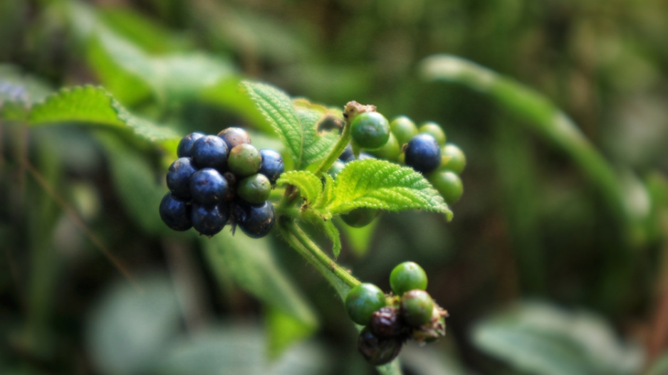 Libora měňavá, lantana (Lantana camara)