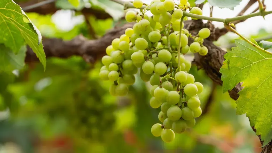 Vinná réva potřebuje v červenci vaši péči