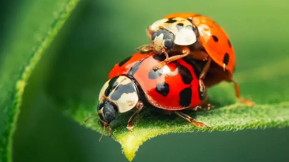 slunéčko východní