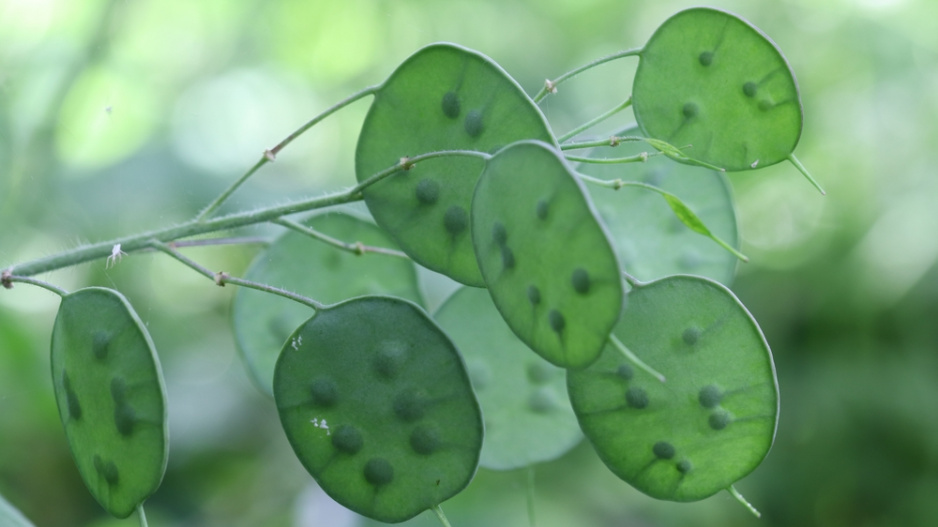 Měsíčnice (Lunaria)