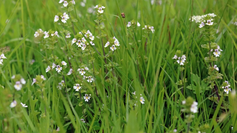 Světlík lékařský (Euphrasia officinalis nebo Euphrasia rostkoviana)