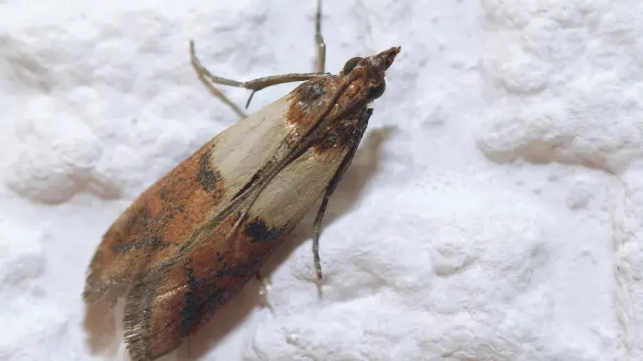 Potravinoví moli jsou častými škůdci našich domácností