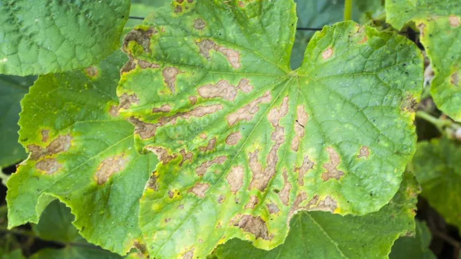 Plíseň na okurkách