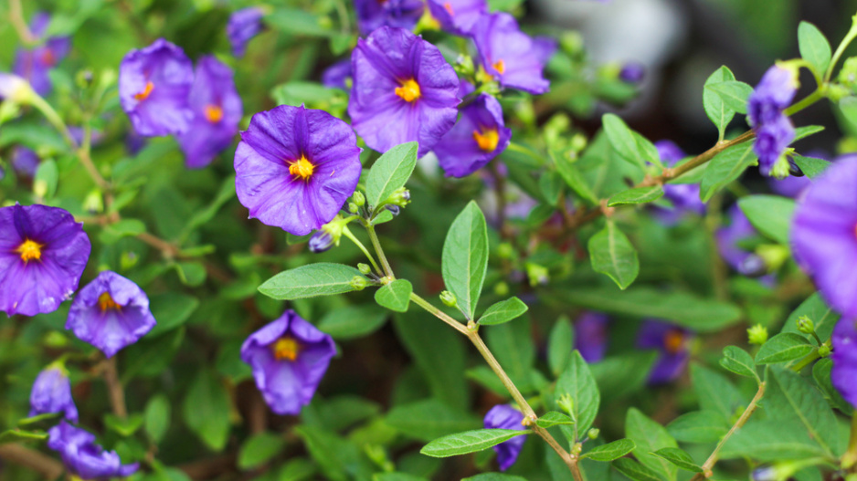 Hořcový stromek (Solanum rantonetti)