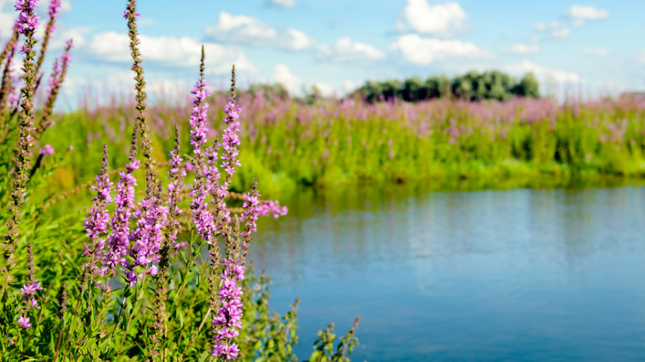 Kyprej vrbice (Lythrum salicaria)