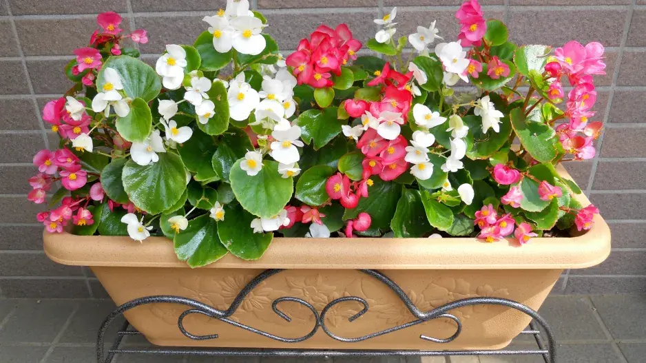 Ledovka neboli begonie 