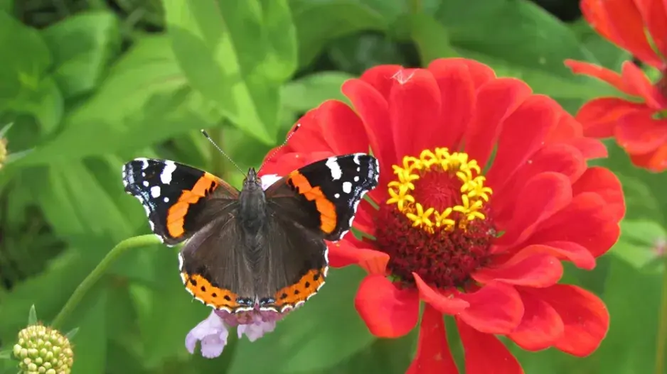 Babočka admirál (Vanessa atalanta L.) Babočka admirál (Vanessa atalanta L.)