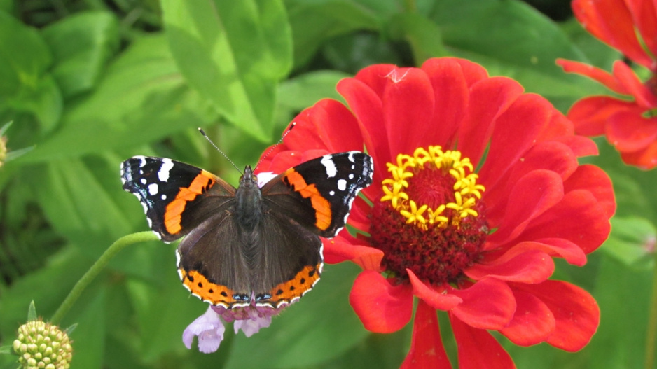 Babočka admirál (Vanessa atalanta L.)