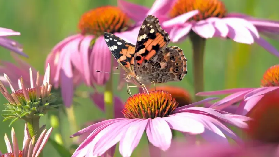 Babočka bodláková (Vanessa cardui L.) Babočka bodláková (Vanessa cardui L.)