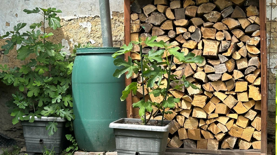 Ficus carica