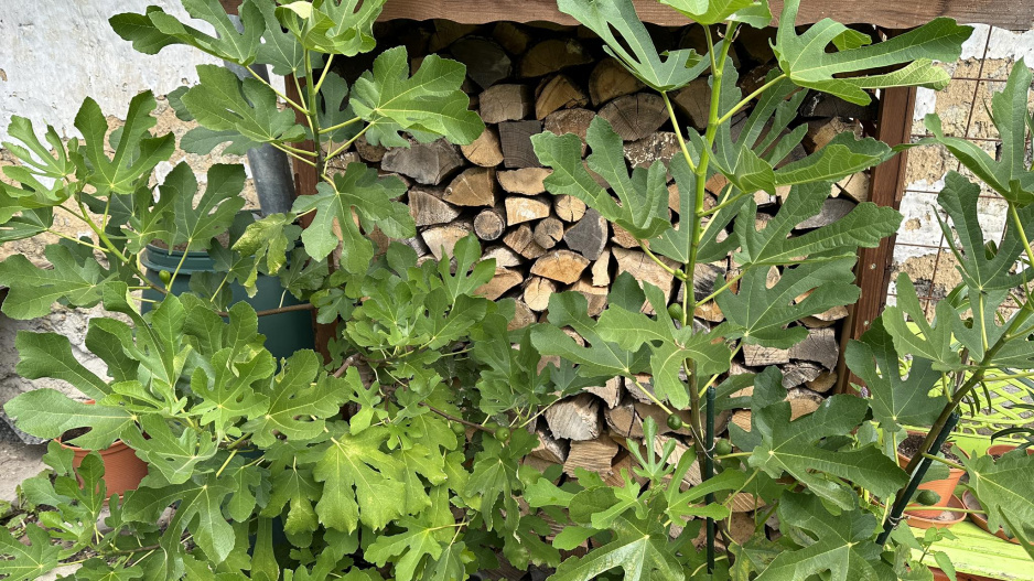 Ficus carica