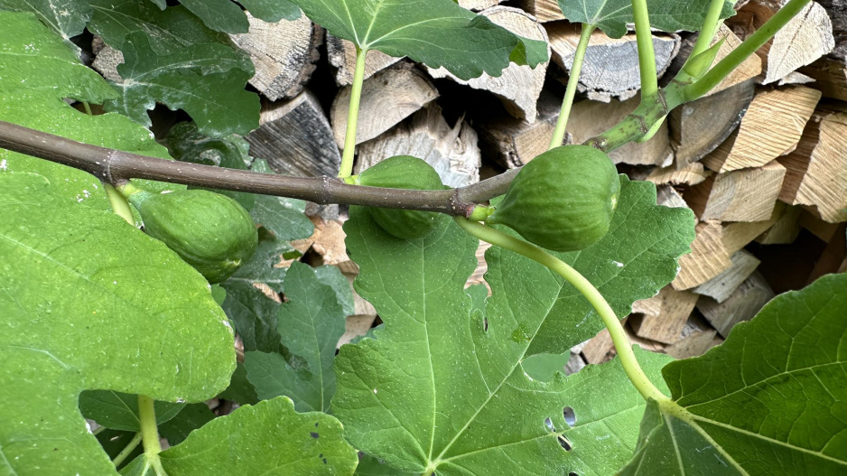 Ficus carica