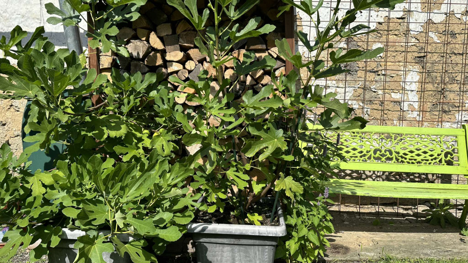Ficus carica