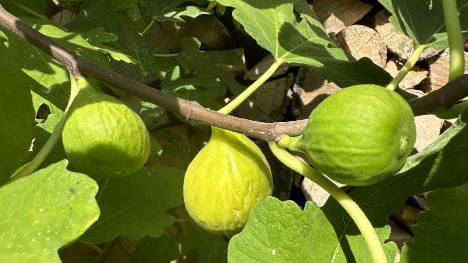 Ficus carica
