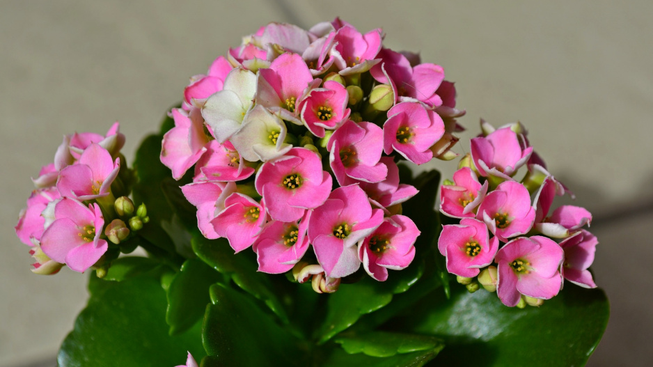 kalanchoe