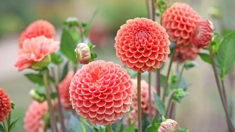 Dahlia 'Cornel Brons'