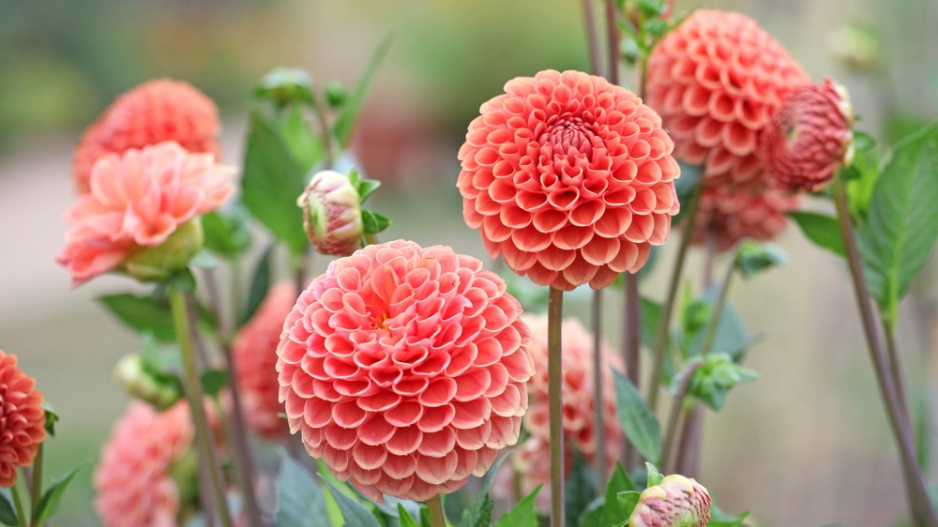 Dahlia 'Cornel Brons'