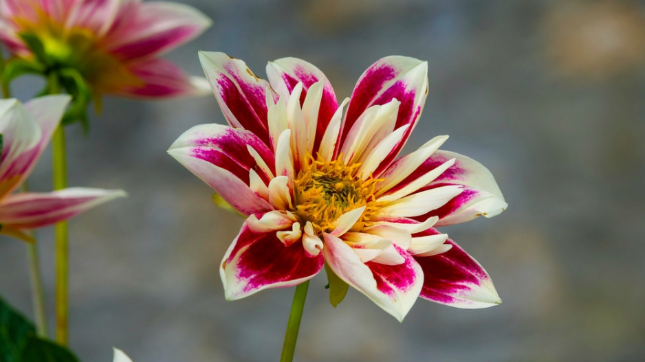 Dahlia 'Fashion Monger'