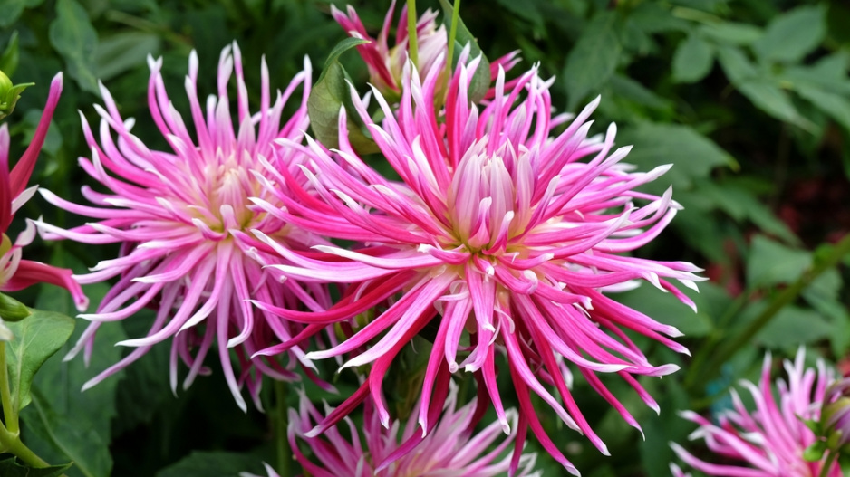 dahlia 'Hollyhill Spiderwoman'