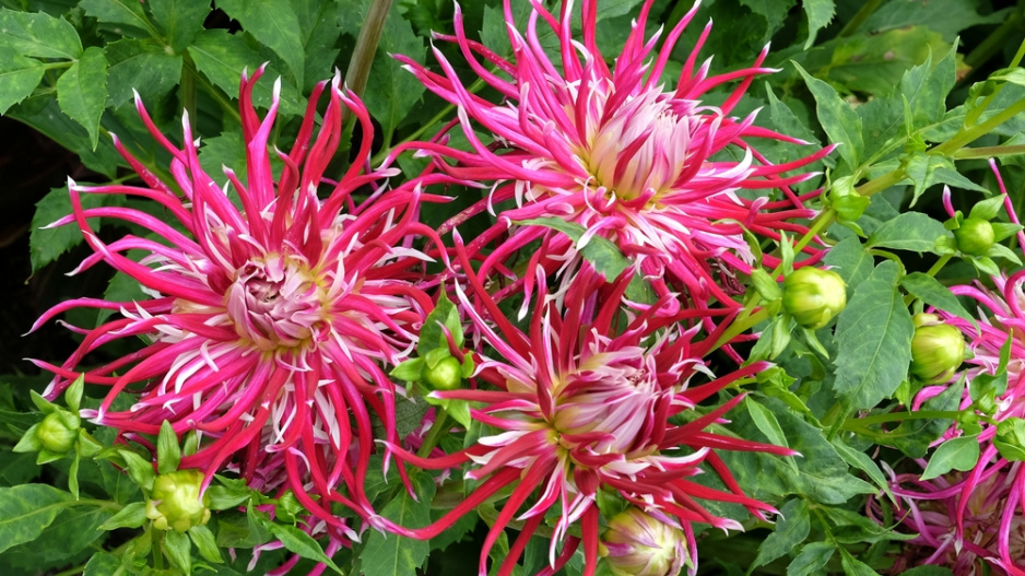 dahlia 'Hollyhill Spiderwoman'