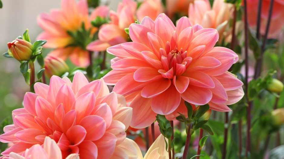 Dahlia 'Mister Frans'